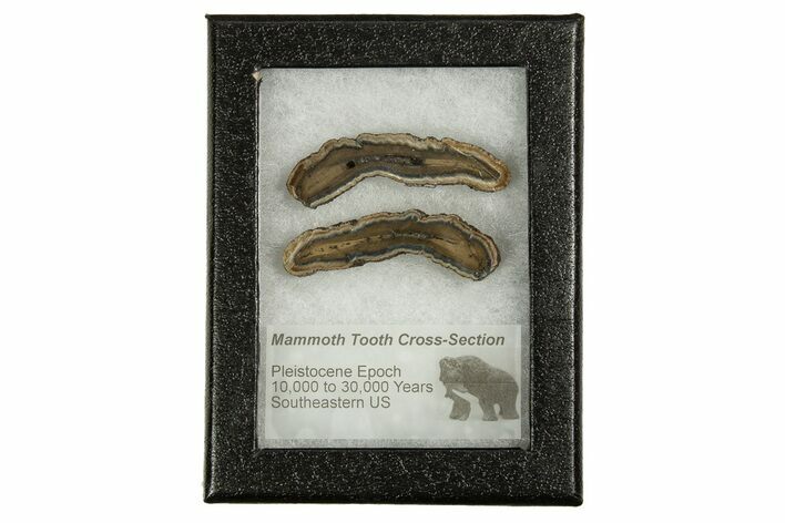 Mammoth Molar Slices In Case - South Carolina #335377